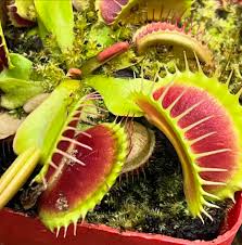 Green With Red Venus Flytrap – Exotic Carnivorous Plant For Home & Garden Décor heirloom non-gmo organic garden seeds