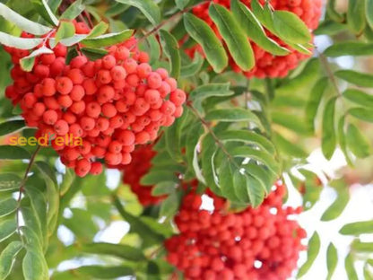 植え付け用の緑色のナナカマドの種 - あなたの庭に美しい木を育てましょう