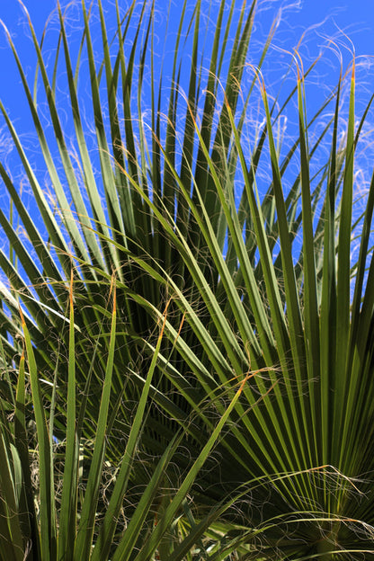 Green Saw Palmetto Serenoa Repens American Dwarf Palm Tree Shrub Edible Fruit Sun Or Shade Seeds heirloom non-gmo organic garden seeds