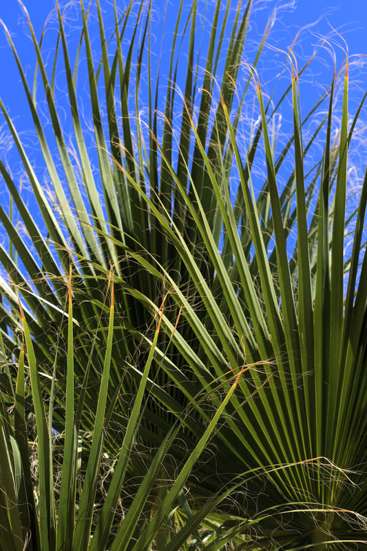 Green Saw Palmetto Serenoa Repens American Dwarf Palm Tree Shrub Edible Fruit Sun Or Shade Seeds heirloom non-gmo organic garden seeds