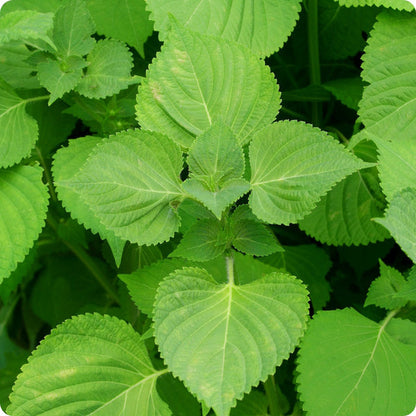 Shiso Seeds Green Perilla Frutescens Var. Crispa heirloom non-gmo organic garden seeds