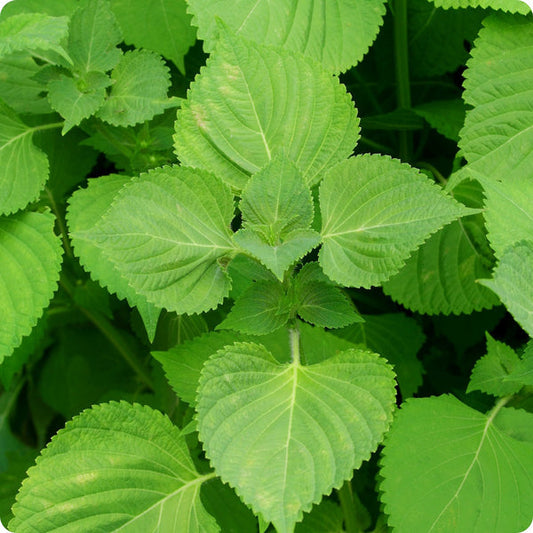 Shiso Seeds Green Perilla Frutescens Var. Crispa heirloom non-gmo organic garden seeds