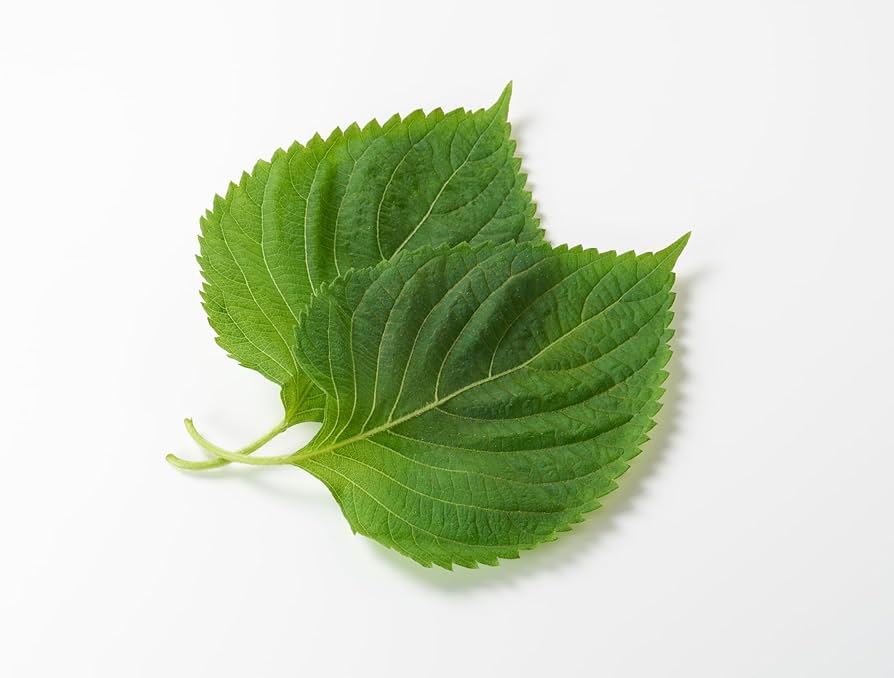 Green Shiso Perilla Frutescens Seeds For Planting Herb Garden Asian Kitchen heirloom non-gmo organic garden seeds