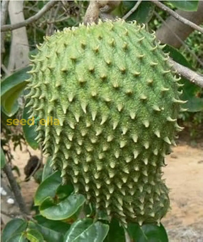 Green Soursop Seeds For Easy Planting Grow Exotic Fruit At Home heirloom non-gmo organic garden seeds