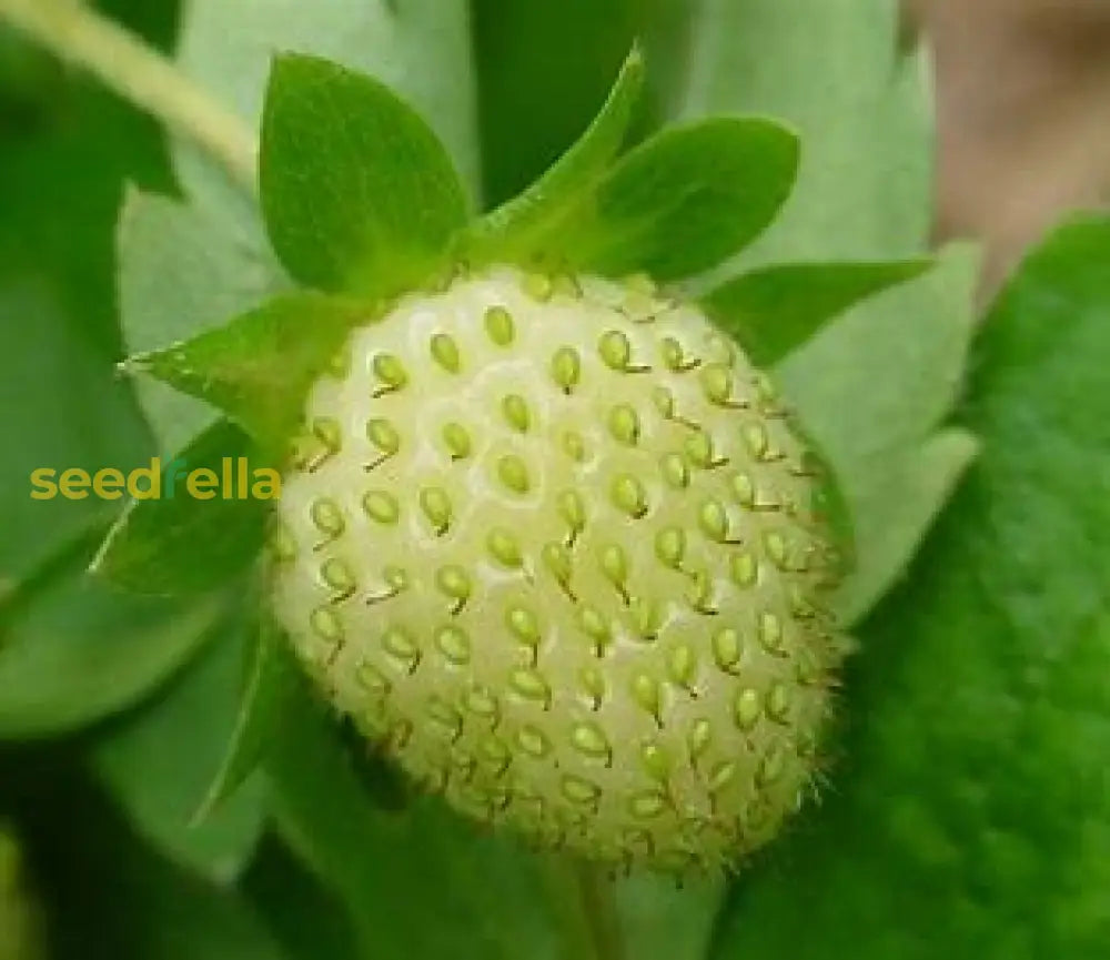 Green Strawberry Seeds for Planting