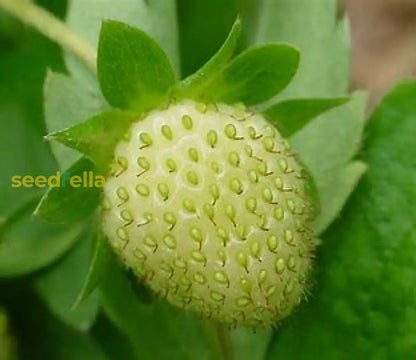 Green Strawberry Seeds for Planting