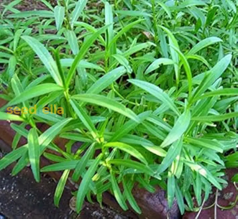 Green Tarragon Seeds For Planting heirloom non-gmo organic garden seeds