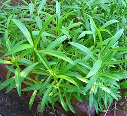 Green Tarragon Seeds For Planting heirloom non-gmo organic garden seeds