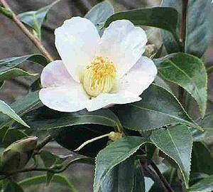 Tea Plant (Camellia Sinensis) Black & Green Drinking Tea Evergreen Tree Shrub Flower Seeds