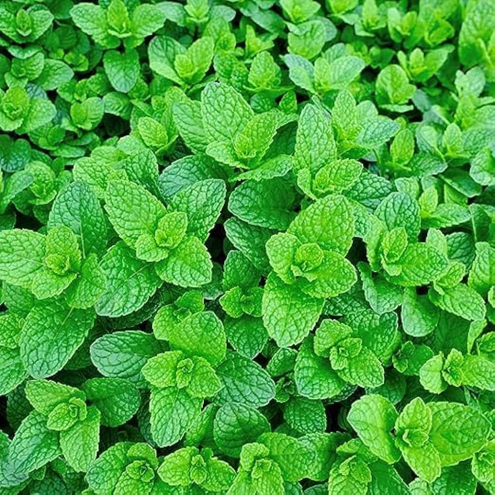 Green Vietnamese Mint Seeds For Planting heirloom non-gmo organic garden seeds