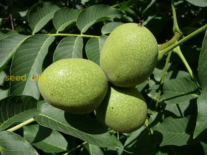 Green Walnut Fruit Planting Seeds - Nutritious Seeds for Home Gardening & Sustainable Planting