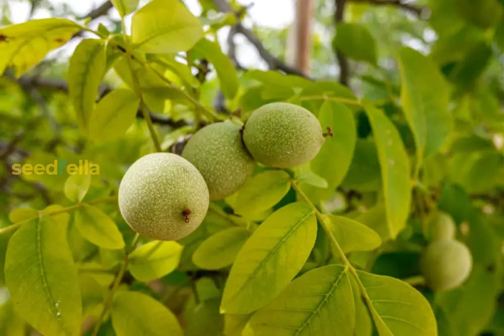 Green Walnut Fruit Planting Seeds Nutritious Seeds For Home Gardening & Sustainable Planting heirloom non-gmo organic garden seeds