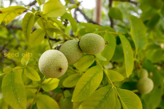 Green Walnut Fruit Planting Seeds Nutritious Seeds For Home Gardening & Sustainable Planting heirloom non-gmo organic garden seeds