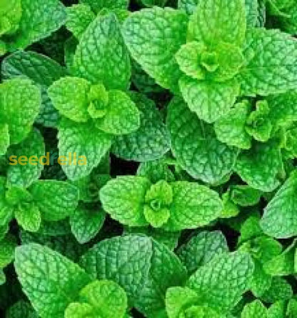 Green Water Mint Seeds For Planting Perennial Water Garden Herb heirloom non-gmo organic garden seeds