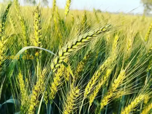Guide To Planting Green Wheat Seeds heirloom non-gmo organic garden seeds