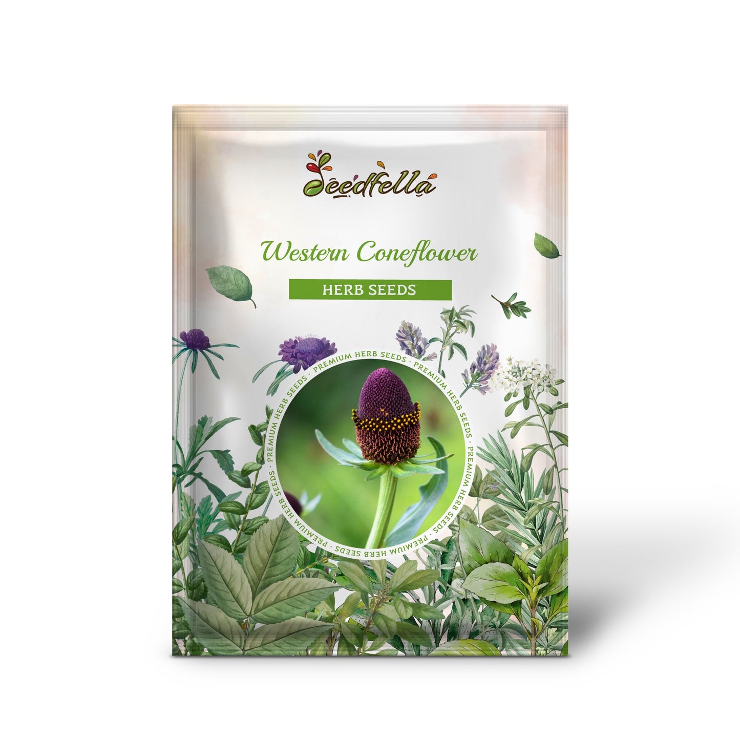 Western Coneflower (Rudbeckia occidentalis) Green Wizard Rayless Naked Chocolate Black Flower Herb Seeds