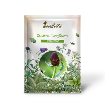 Western Coneflower (Rudbeckia occidentalis) Green Wizard Rayless Naked Chocolate Black Flower Herb Seeds