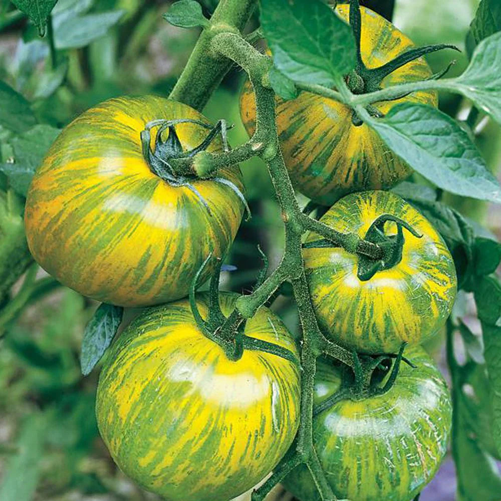 Green & Yellow Tomato Vegetable Seeds For Vibrant Garden Planting heirloom non-gmo organic garden seeds