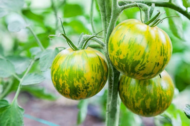 Green Ball Tomato Seeds – Green Zebra Cherry Tomatoes for Garden