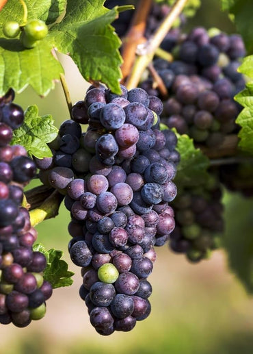 Weinrebenkerne zum Pflanzen Vitis Vinifera gemischte Farben essbar Garten Spalier