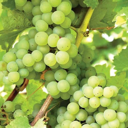 Vitis Vinifera Grapevine Seeds For Planting In Backyard Garden And Vineyard heirloom non-gmo organic garden seeds