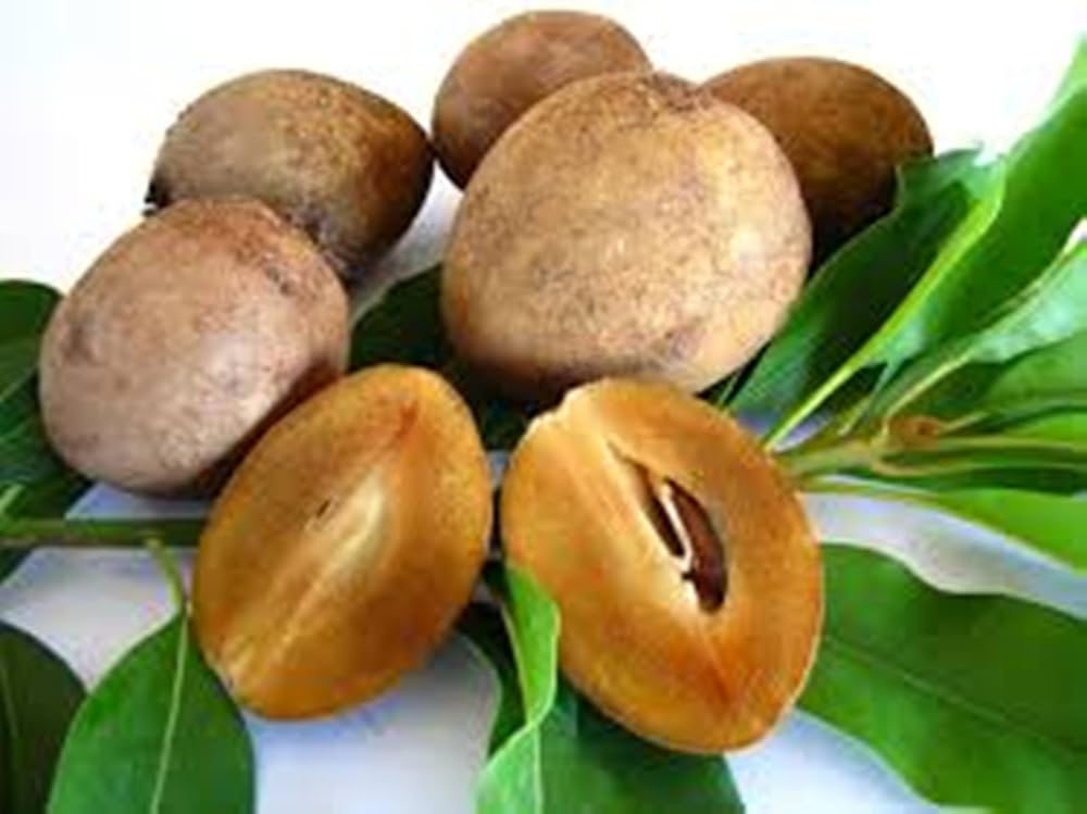 Sapodilla Manilkara Zapota Fruit Seeds For Planting In Tropical Garden And Orchard heirloom non-gmo organic garden seeds