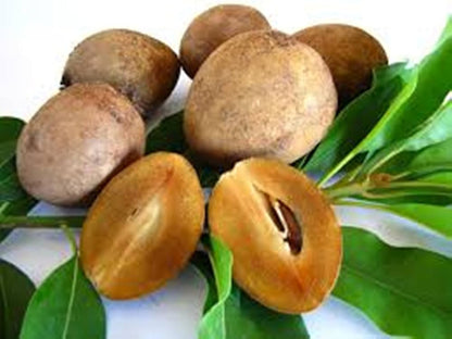 Sapodilla Manilkara Zapota Fruit Seeds For Planting In Tropical Garden And Orchard heirloom non-gmo organic garden seeds