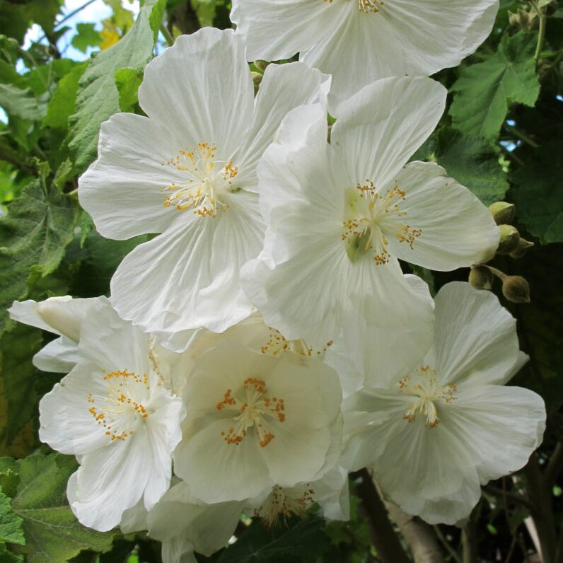 How to grow White Abutilon plants from seeds