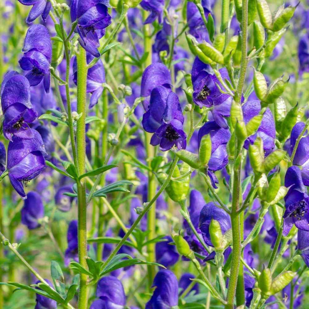 How to grow Aconitum Napellus from seeds