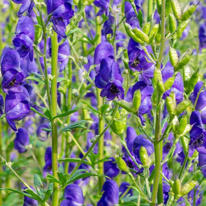 How to grow Aconitum Napellus from seeds