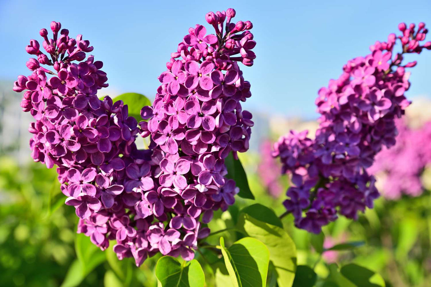 Dark Purple Lilac Shrub Seeds