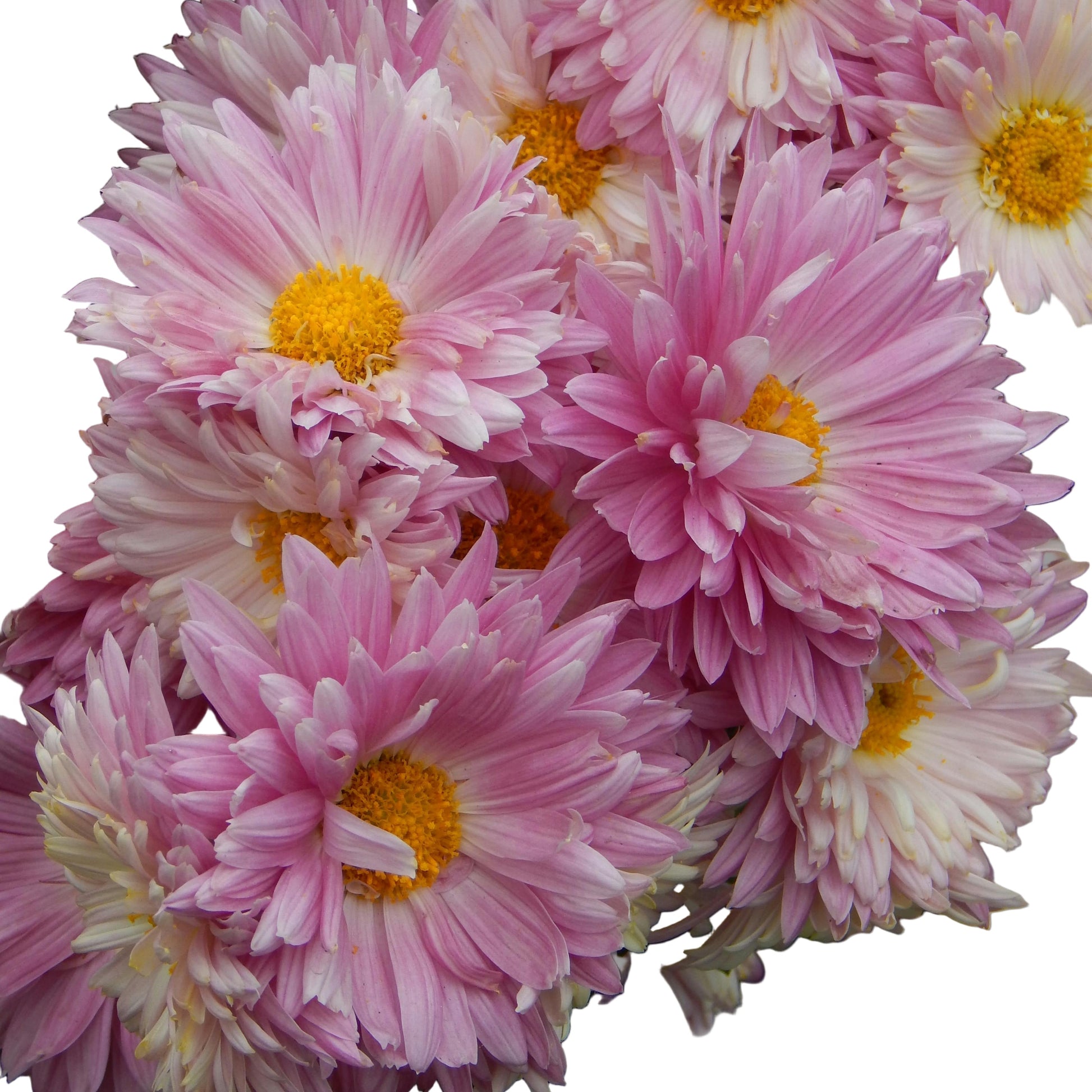 How to plant Chrysanthemum Flower Seeds