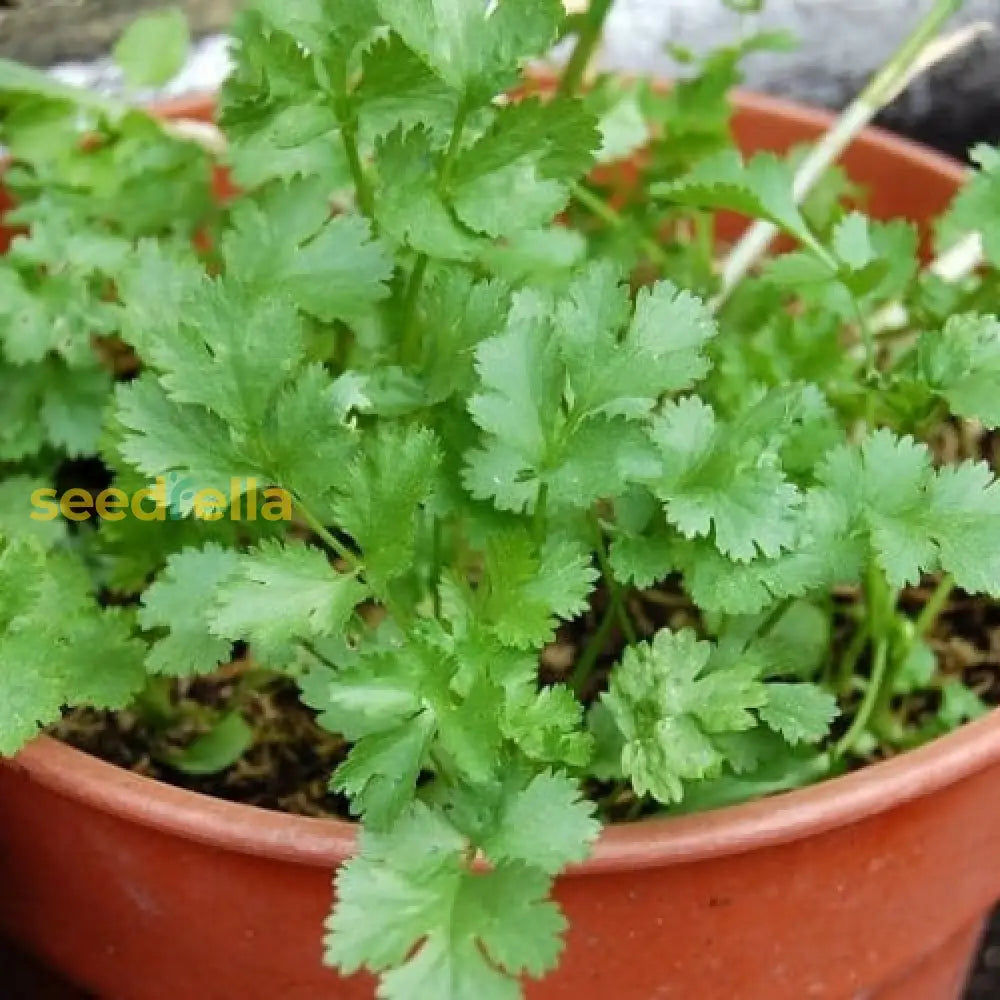 Light Green Coriander Seeds - Perfect for Vegetable Planting