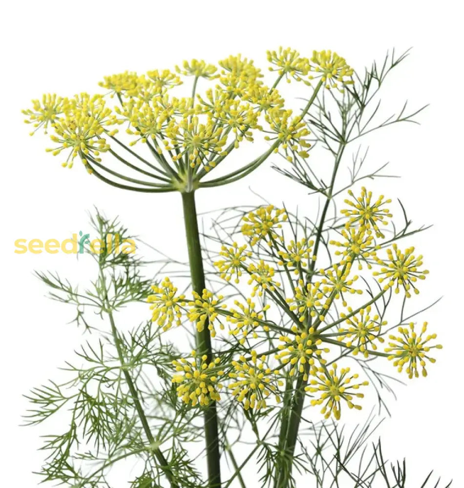Yellow Dill Mammoth Seeds: Perfect for Planting & Gardening