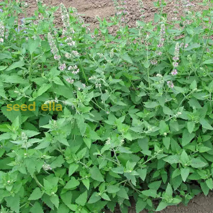 planting catnip seeds Green Catnip Seeds For Easy Planting Organic Garden Seeds – Pure Asia Seeds