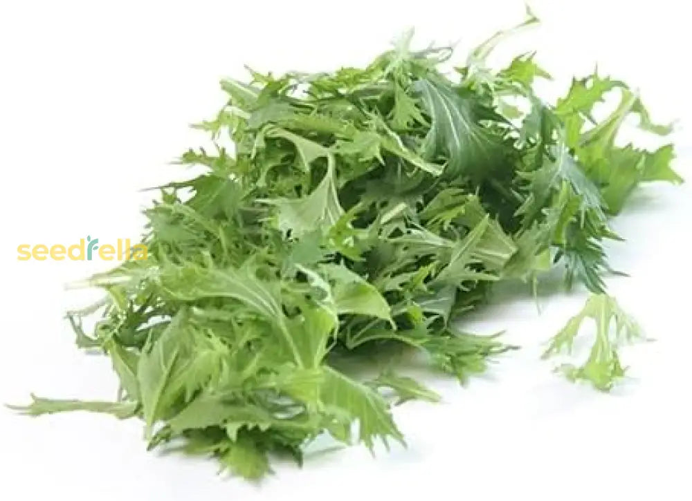 Mizuna "Baby Leaf" Seeds for Planting