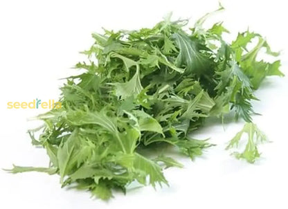 Mizuna "Baby Leaf" Seeds for Planting