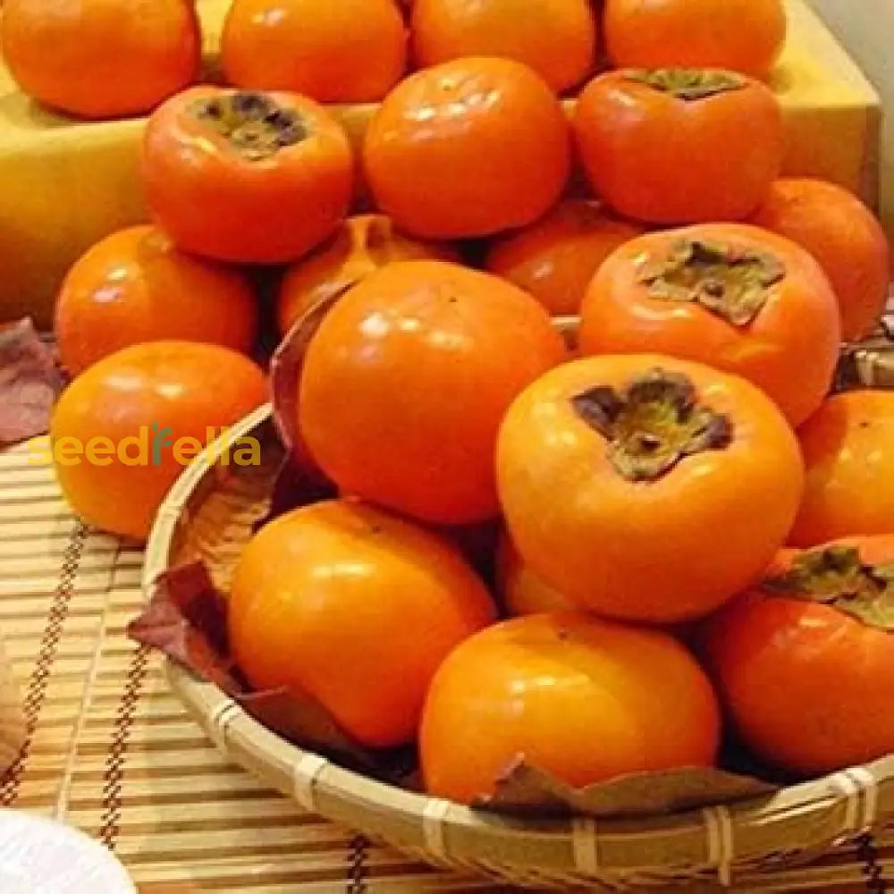 Orange Persimmon Seeds for Planting - Grow Juicy Fruit Trees
