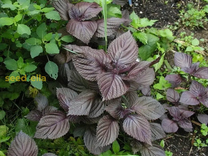 Purple Leaf Perilla Seeds for Easy Planting
