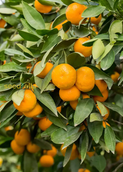 Orange Tangerine Tree Seeds for Planting | Grow Your Own Citrus Delight