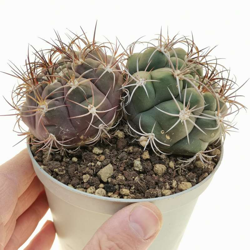 黄色のマルケジイ植物の種 植え付け 耐寒性