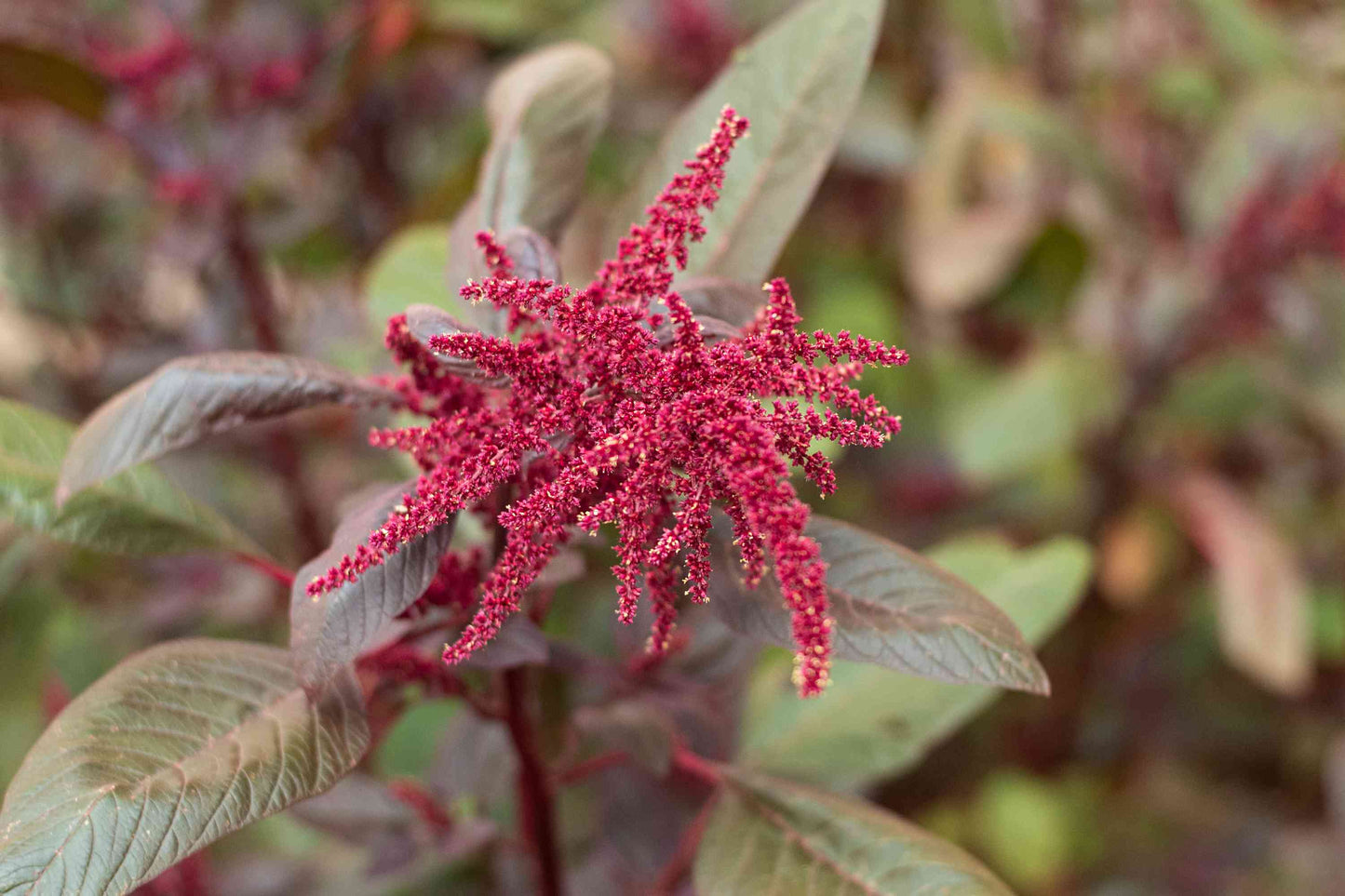 Amaranthus Cruentus Flower Seeds