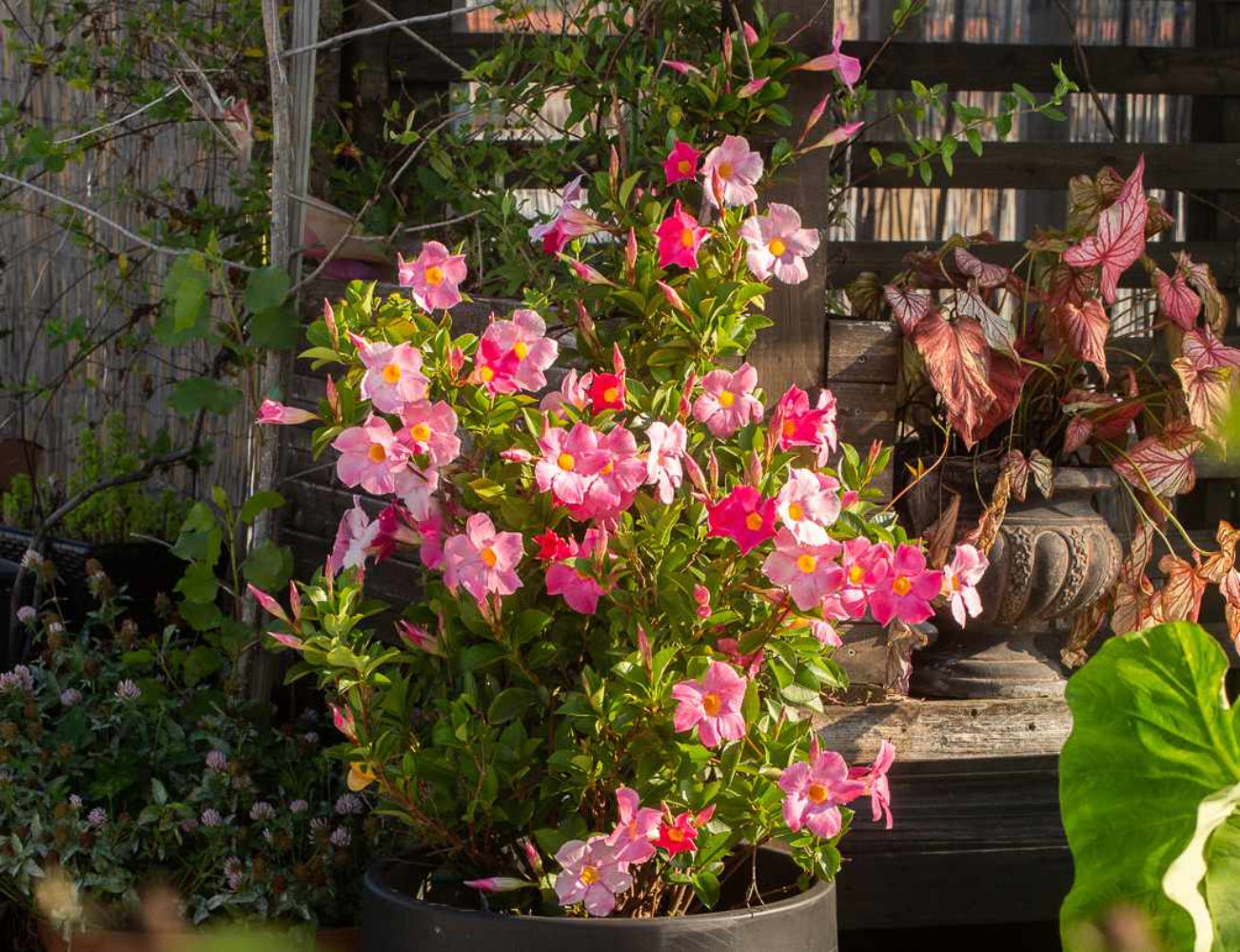 Mandevilla Sanderi  Flower Seeds