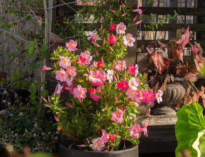 Mandevilla Sanderi  Flower Seeds