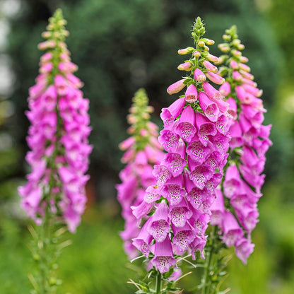 Pink Foxglove Flower Seeds
