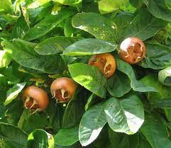 Braune Mispel (Mespilus germanica) Samen zum Pflanzen