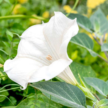 Mondblumensamen, weiße Blüten