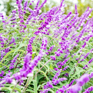Salvia Leucantha Flower Seeds