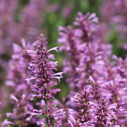Rose Mint Agastache Flower Seeds