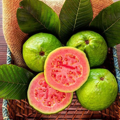 Guava Psidium guajava Fruit Seeds for Planting in Tropical Garden